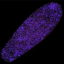 Lucid Grip - Glow Spray on Grip Tape Kit